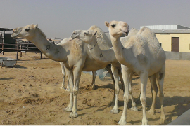 Camel MERS-CoV is mainly found in the mouth and saliva of the dromedary camels, as well as in their feces. Thus, tourists who go to the Middle East and Northeast Africa should be reminded to avoid camel contact and of maintaining good personal hygiene when coming in contact with camels.